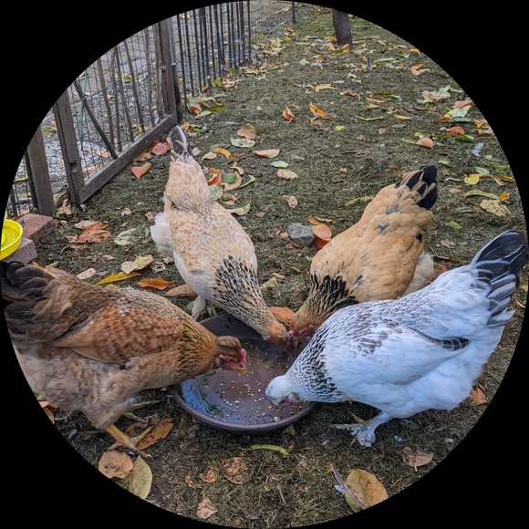 fourhens